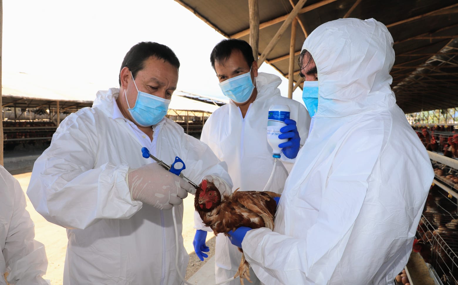 Tercer brote de gripe aviar preocupa en el norte peruano